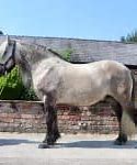 Image result for British Horse Breeds