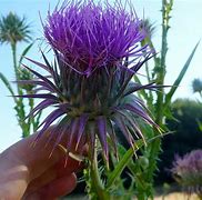 Image result for Onopordum tauricum