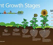 Image result for Plant Growth and Development