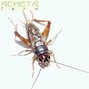 Image result for Acheta Assimilis