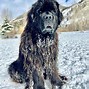 Image result for Newfoundland Dog Artwork