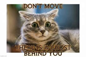Image result for Ghost Cat Meme