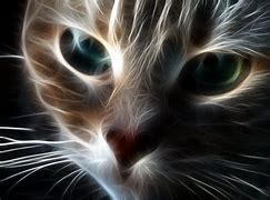 Image result for Really Cool Cats