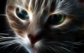 Image result for Cool Cat Screensavers