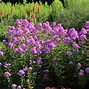 Image result for Phlox Hesperis (Paniculata-Group)