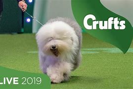 Image result for Eukanuba