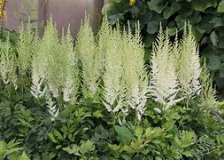 Image result for Astilbe arendsii Diamant