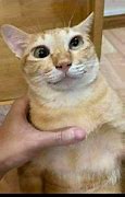 Image result for Cat Looking High ASF