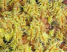 Image result for Fern Moss Pattern