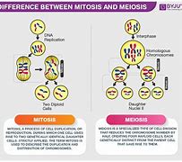 Image result for Table Depicting Difference Between Meiosis and Mitosis