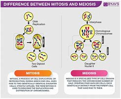 Image result for Mitosis Vs. Meiosis PowerPoint