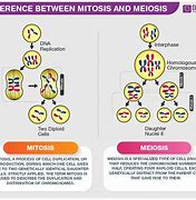 Image result for What the Difference Between Meiosis and Mitosis