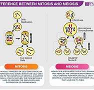 Image result for What the Difference Between Meiosis and Mitosis