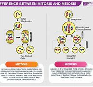 Image result for Meiosis vs Mitosis Differences
