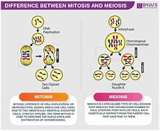 Image result for Difference of Meiosis and Mitosis in Process