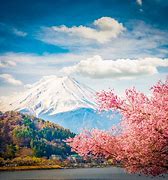 Image result for Fuji Japan Cherry Blossoms