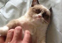 Image result for Grumpy Cat Writing