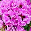 Image result for Rhododendron (T) Roseum Elegans