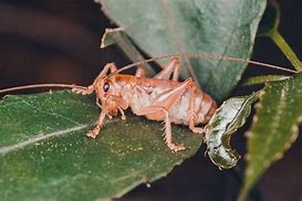 Image result for Cricket Bug in a Suit