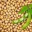 Bildergebnis für images of soybean