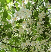 Image result for Styrax japonica