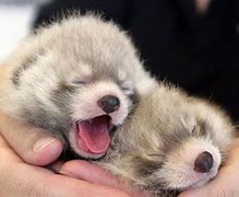 Image result for The Cutest Baby Animals Ever
