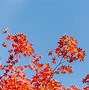 Image result for Autumn Nature Photography
