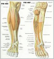 Image result for Front Calf Muscle