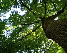 Image result for árbol