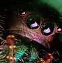 Image result for Jumping Spider Macro Photography