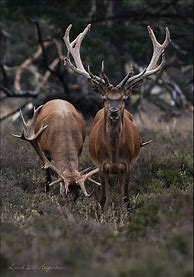 Image result for Netherlands Wildlife