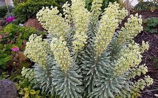 Image result for Euphorbia characias SILVER SWAN Wilcott