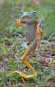Image result for Funny Frog