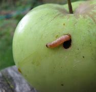 Image result for "apple-red-bug"