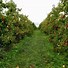 Image result for Washington Apple Orchard