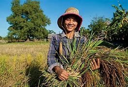 Image result for Cambodia Agriculture