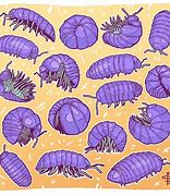 Image result for Isopod Anime