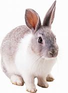 Image result for Animals with Transparent Background