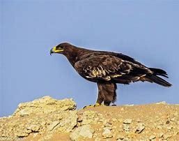Image result for Aquila nipalensis