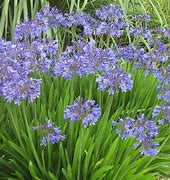 Image result for Agapanthus Peter Pan (Funnel-Group)