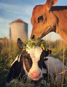 Image result for Cute Cow Wallpaper for Lock Screen On Computer