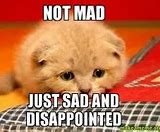 Image result for Disappointed Cat Meme