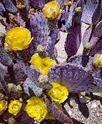 Image result for Beautiful Purple Cactus