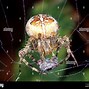 Image result for A Well Anotated Diagram of a Garden Spider