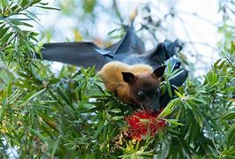 Image result for Hanging Bat On Branch