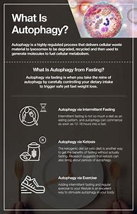 Image result for Fasting Stages