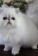 Image result for Persian Cat Pics