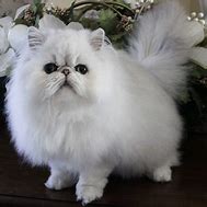 Image result for Persian Cat Pet