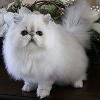 Image result for Persian Cat Grooming