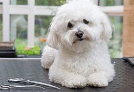 Image result for Smart Small Dog Breeds